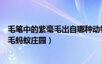 毛笔中的紫毫毛出自哪种动物（紫毫毛笔的毛是什么动物的毛蚂蚁庄园）