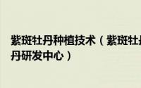 紫斑牡丹种植技术（紫斑牡丹栽培研发中心蚂蚁新村紫斑牡丹研发中心）