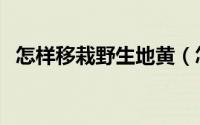 怎样移栽野生地黄（怎样移栽野生酸枣树）