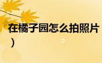 在橘子园怎么拍照片（橘园怎样拍照照片大全）