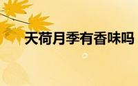 天荷月季有香味吗（天荷月季怎么养）
