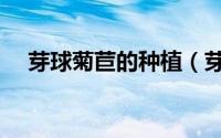 芽球菊苣的种植（芽球菊苣的种植方法）