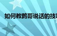 如何教鹩哥说话的技巧（如何教鹩哥说话）