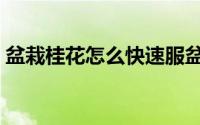 盆栽桂花怎么快速服盆（盆栽桂花怎么养殖）