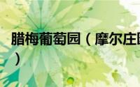 腊梅葡萄园（摩尔庄园中怎么查看腊梅花盆景）