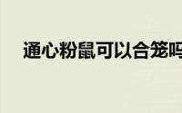 通心粉鼠可以合笼吗（通心粉鼠吃什么）