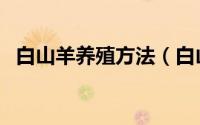 白山羊养殖方法（白山羊的科学养殖技术）