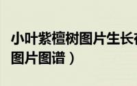 小叶紫檀树图片生长在哪些地方（小叶紫檀树图片图谱）