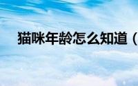 猫咪年龄怎么知道（猫咪年龄怎么计算）
