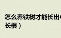 怎么养铁树才能长出小铁树（怎么养铁树才能长根）