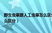 野生虫草跟人工虫草怎么区分图片（野生虫草跟人工虫草怎么区分）