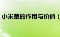 小米草的作用与价值（小米草的作用和价值）