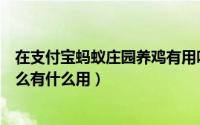 在支付宝蚂蚁庄园养鸡有用吗（支付宝蚂蚁庄园时光鸡是什么有什么用）