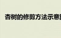 杏树的修剪方法示意图（杏树的修剪方法）