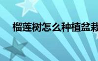 榴莲树怎么种植盆栽（榴莲树怎么种植）
