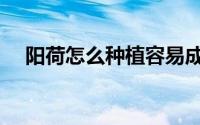 阳荷怎么种植容易成活（阳荷怎么种植）