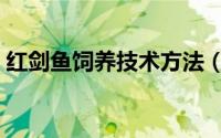 红剑鱼饲养技术方法（红剑鱼饲养技术方法）