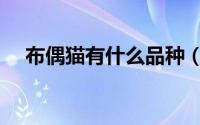 布偶猫有什么品种（布偶猫有什么品种）