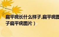 扁平疣长什么样子,扁平疣图片,怎么治疗（扁平疣长什么样子扁平疣图片）