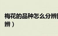 梅花的品种怎么分辨图片（梅花的品种怎么分辨）