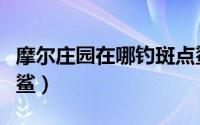 摩尔庄园在哪钓斑点鲨（摩尔庄园在哪钓斑点鲨）