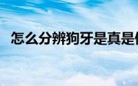 怎么分辨狗牙是真是假（怎么分辨狗和犬）