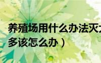 养殖场用什么办法灭大量苍蝇（养殖场苍蝇太多该怎么办）