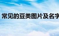 常见的豆类图片及名字（常见的豆类有哪些）