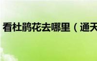 看杜鹃花去哪里（通天蜡烛山看杜鹃花攻略）
