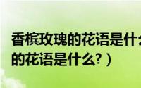 香槟玫瑰的花语是什么象征了什么（香槟玫瑰的花语是什么?）
