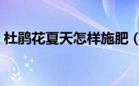 杜鹃花夏天怎样施肥（杜鹃花夏天怎么养护）