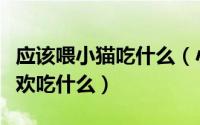 应该喂小猫吃什么（小猫喂什么食物好小猫喜欢吃什么）