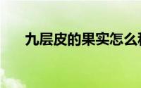 九层皮的果实怎么种（九层皮的做法）