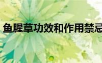 鱼腥草功效和作用禁忌（鱼腥草功效和作用）