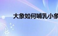 大象如何哺乳小象（大象如何睡觉）
