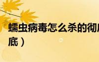 蠕虫病毒怎么杀的彻底（蠕虫病毒怎么杀的彻底）