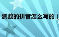 鹦鹉的拼音怎么写的（鹦鹉的拼音怎么拼写）