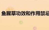 鱼腥草功效和作用禁忌（鱼腥草功效和作用）