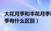 大花月季和丰花月季区别（丰花月季与普通月季有什么区别）