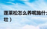 蓬莱松怎么养呢施什么肥（蓬莱松怎么养得粗壮）