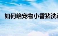 如何给宠物小香猪洗澡（如何给宠物除虫）