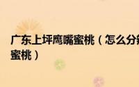 广东上坪鹰嘴蜜桃（怎么分辨什么样的才是正宗的上坪鹰嘴蜜桃）