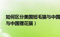 如何区分美国短毛猫与中国狸花猫?（如何区分美国短毛猫与中国狸花猫）