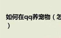 如何在qq养宠物（怎么让qq宠物保持好心情）