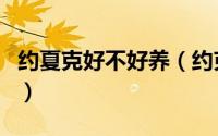 约夏克好不好养（约克夏怎么养约克夏好养吗）