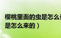 樱桃里面的虫是怎么长出来的（樱桃里面的虫是怎么来的）