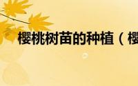 樱桃树苗的种植（樱桃树苗的种植方法）
