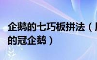 企鹅的七巧板拼法（用七巧板怎样拼一只站着的冠企鹅）