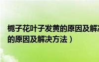 栀子花叶子发黄的原因及解决方法是什么（栀子花叶子发黄的原因及解决方法）