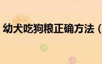 幼犬吃狗粮正确方法（幼犬吃狗粮正确喂法）